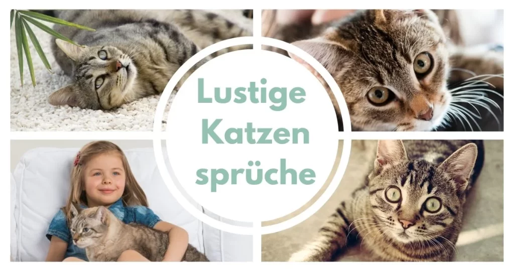 Lustige Katzensprüche: Zum Lachen und Teilen